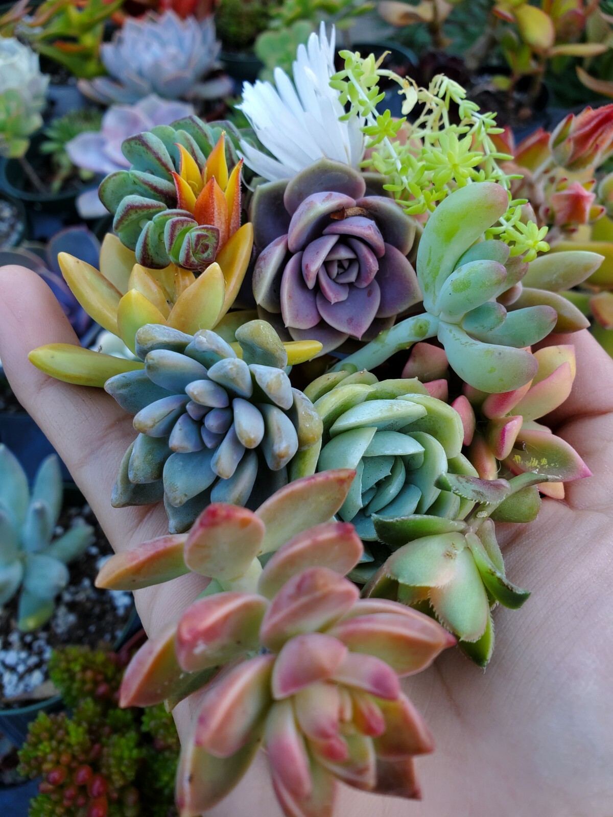 10 small unrooted succulent cuttings