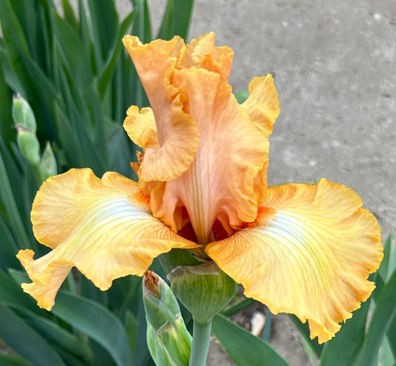 tall bearded iris rhizomes