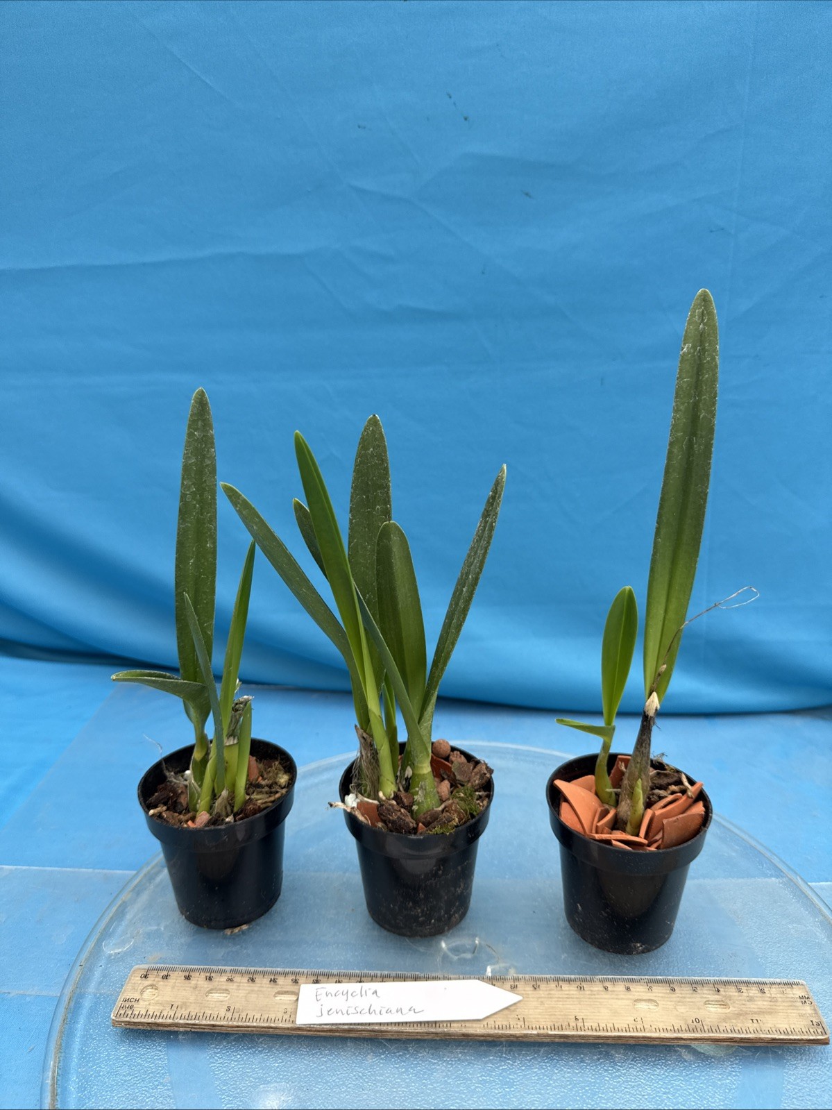 Encyclia jenischiana Pink Purple Tall Stems NEW DIVISIONS Orchid Species 2” Pot