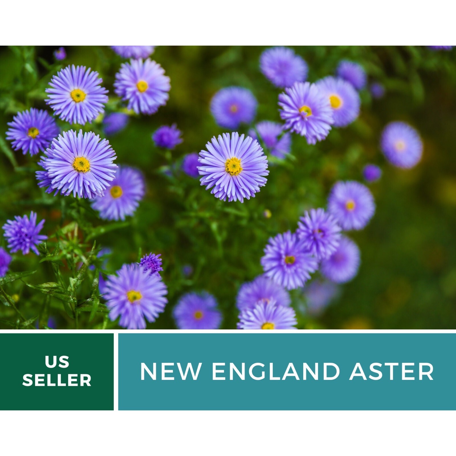 Aster, New England – 200 Seeds – Easy to Grow (Aster novae-angliae)