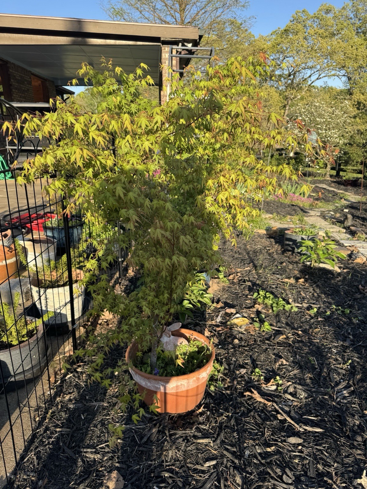 Two Japanese Maple Seedling 3 to 5 inches Ornamental Tree Sango kaku POTTED