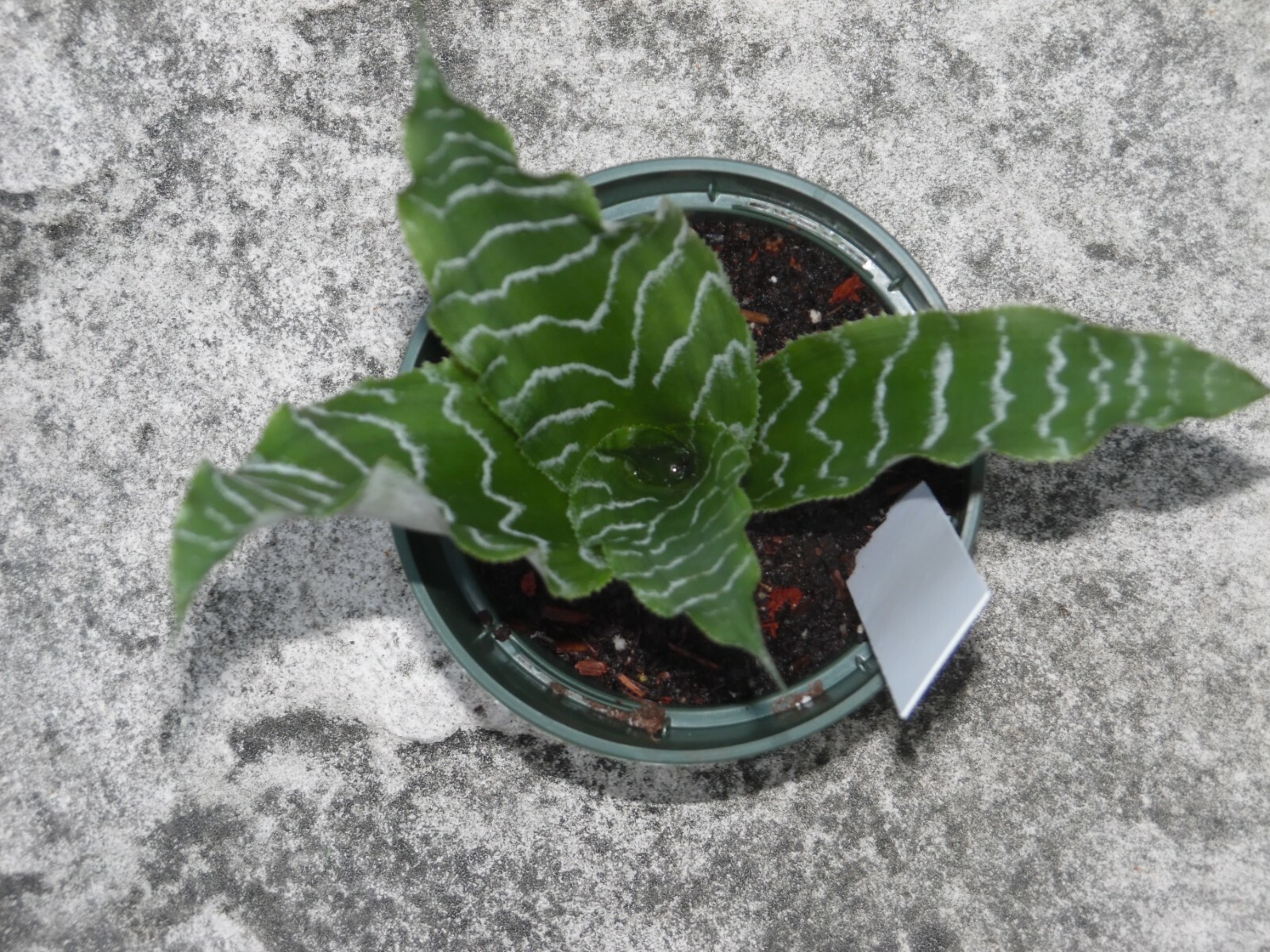 Cryptanthus BETTY ANN PREVATT Bromeliad one tropical plant *MEDIUM*