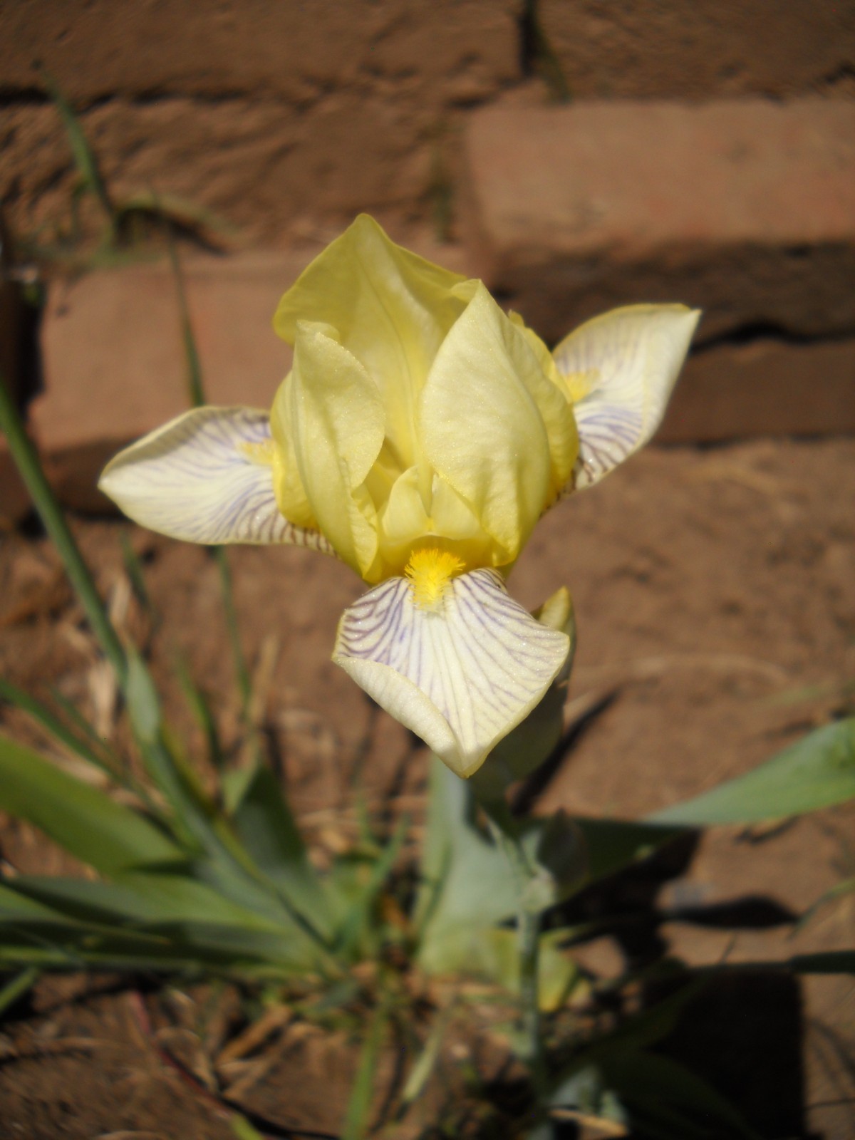 Historic bearded iris rhizomes! Flavescens and more! Ready to ship! LAST CHANCE!
