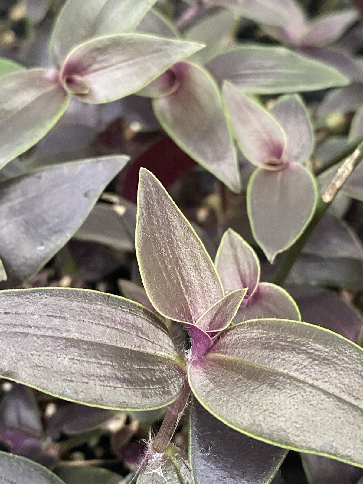 Dark Desire Wandering Dude, Tradescantia Jose Puig, Rare 2 Rooted Cuttings
