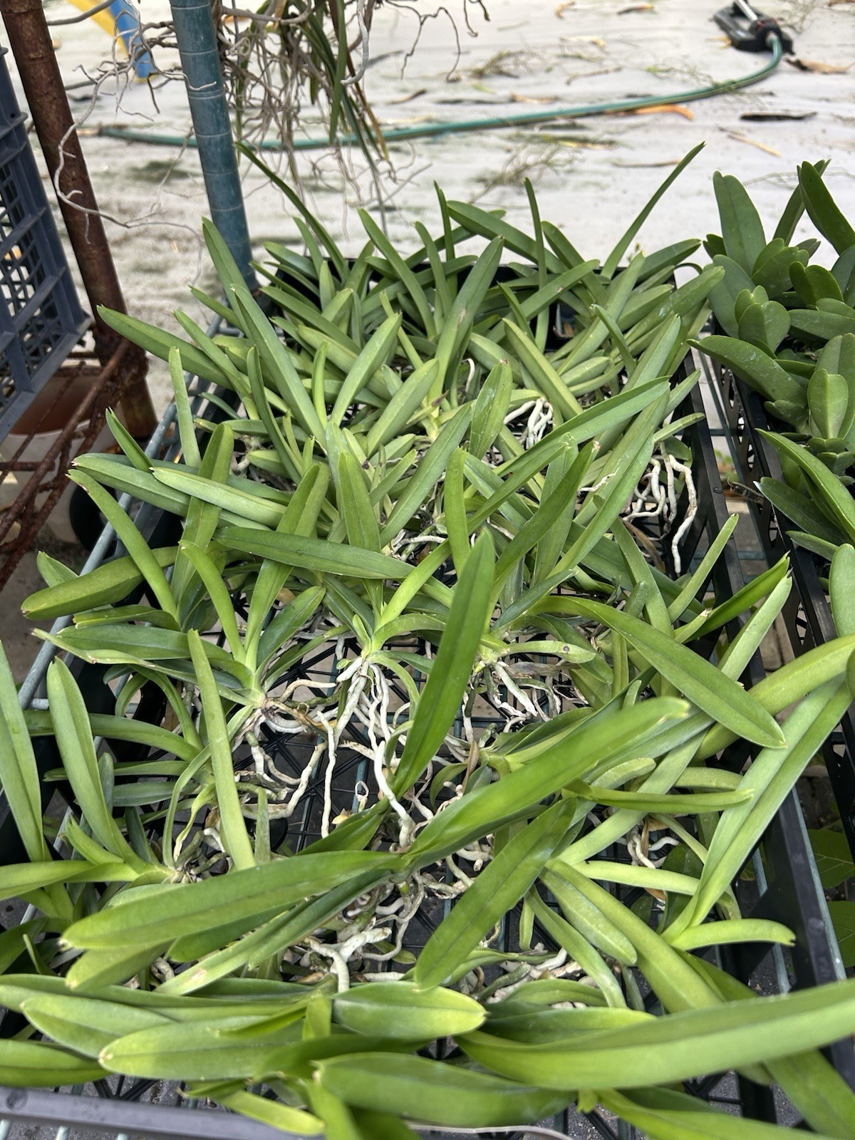 Thapakorn Sunrise Seedling ￼Vanda Orchids