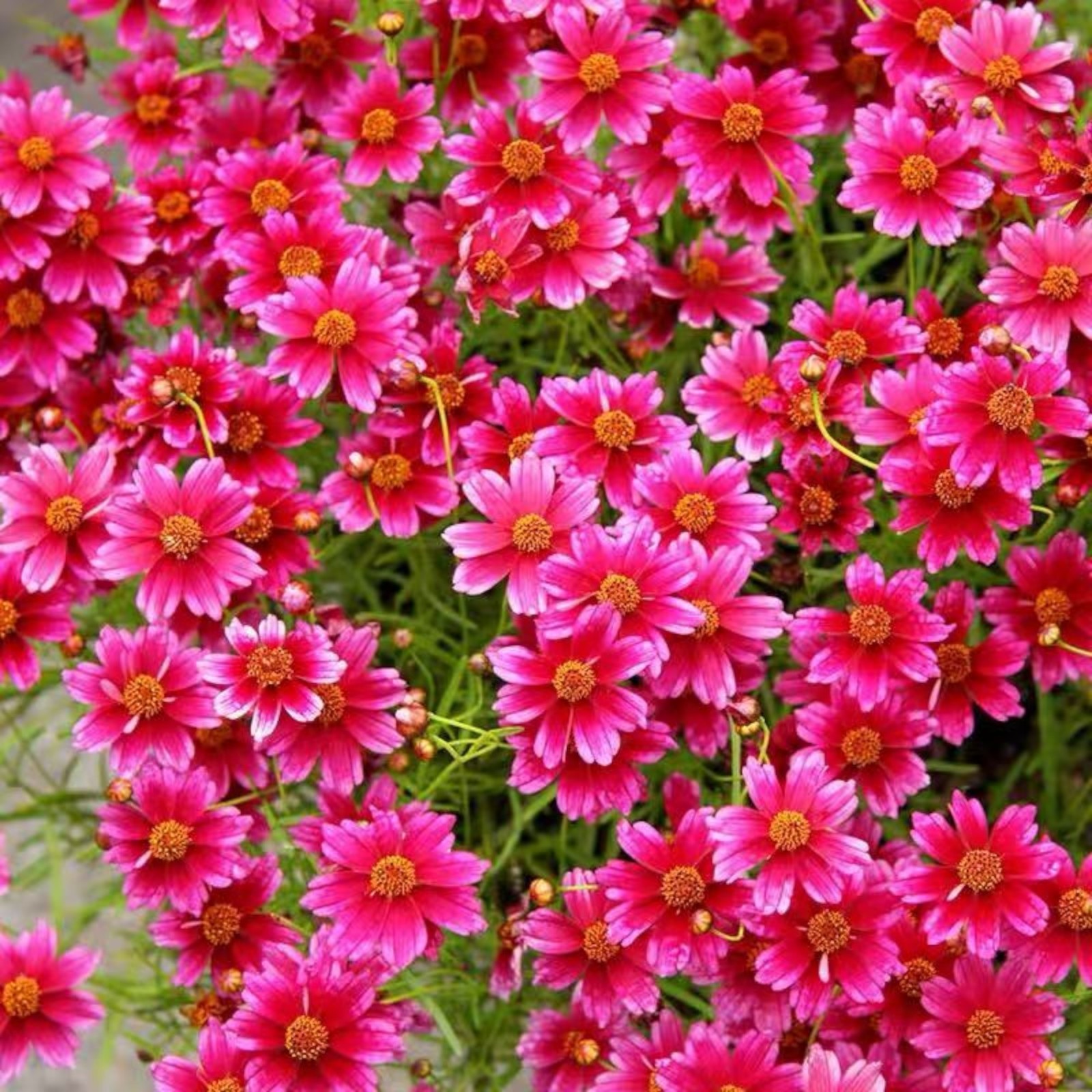 100 Tall Red Plains Coreopsis Seeds – Vibrant Wildflowers for Easy Summer Color