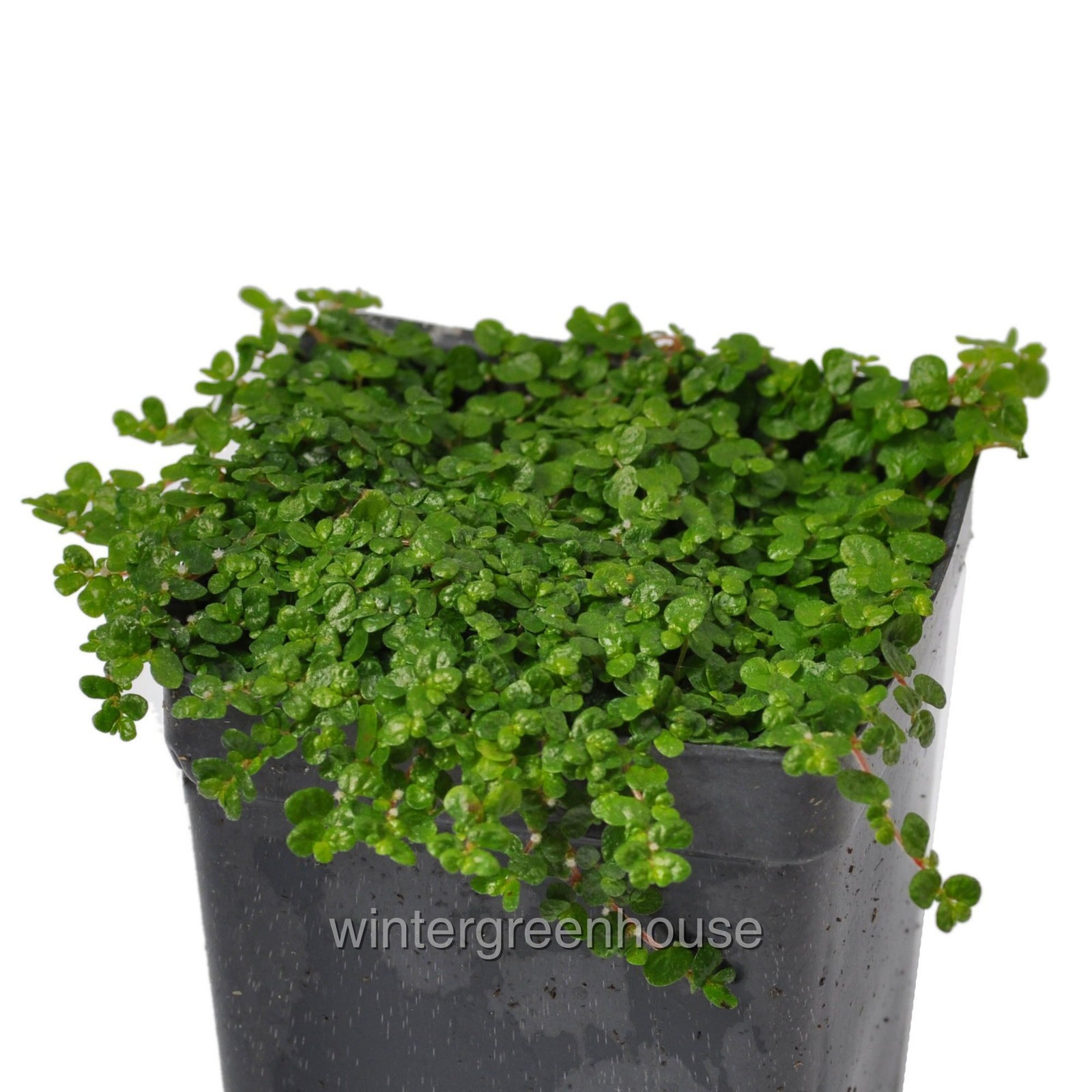 Soleirolia soleirolii, Baby Tears, Green, Container Size: 3″ (2.6×3.5″)