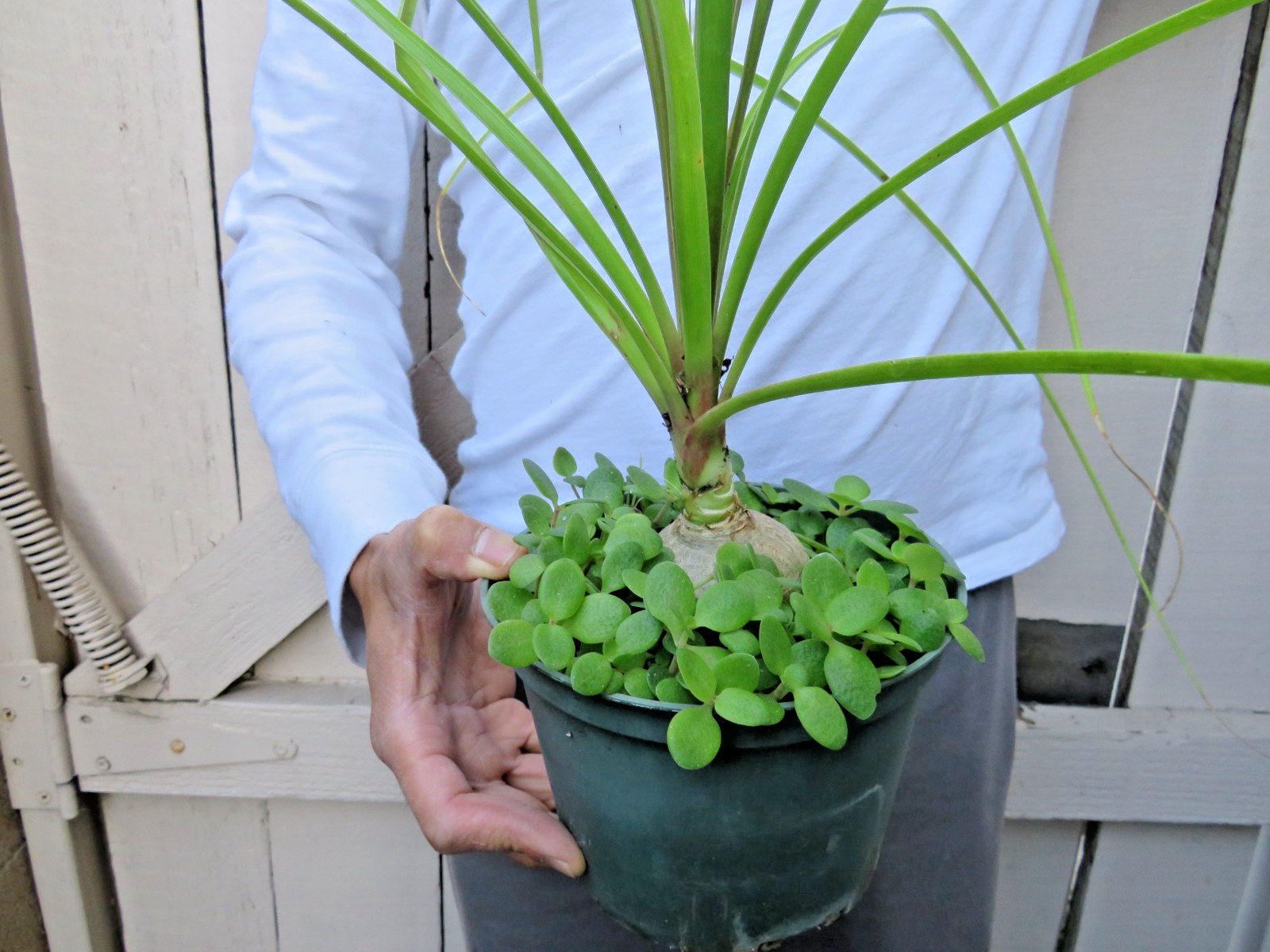 Beaucarnea recurvata pony tail palm Succulent