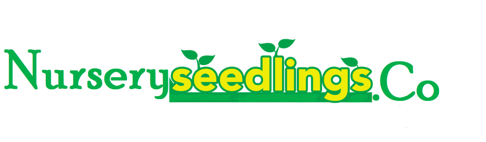 (3) Evergreen Eastern White Pine 30″inch Tall Transplant Starter tree seedlings
