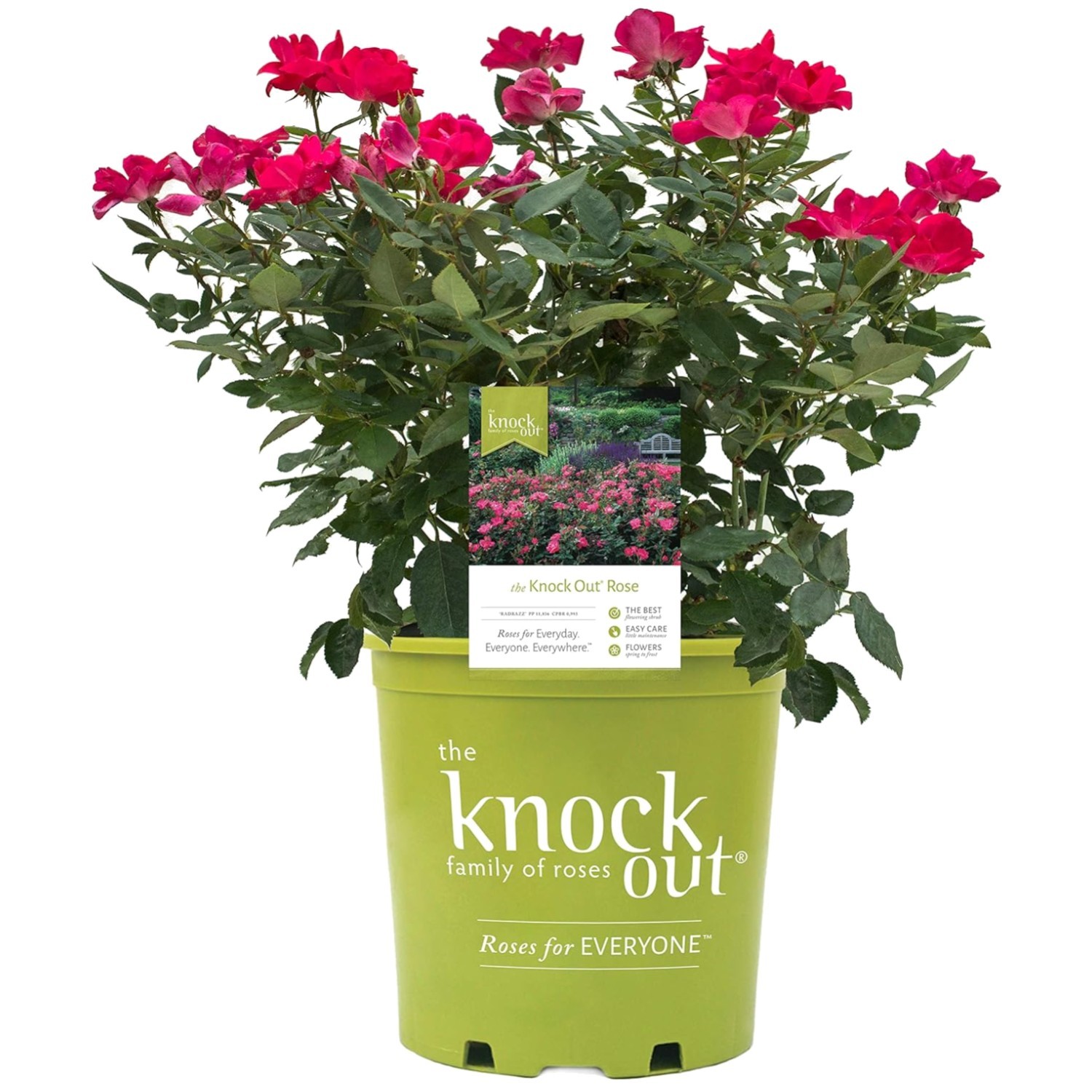 ‘Knock Out’ PP11836 Red Flower Rose – USDA Zones 4-8