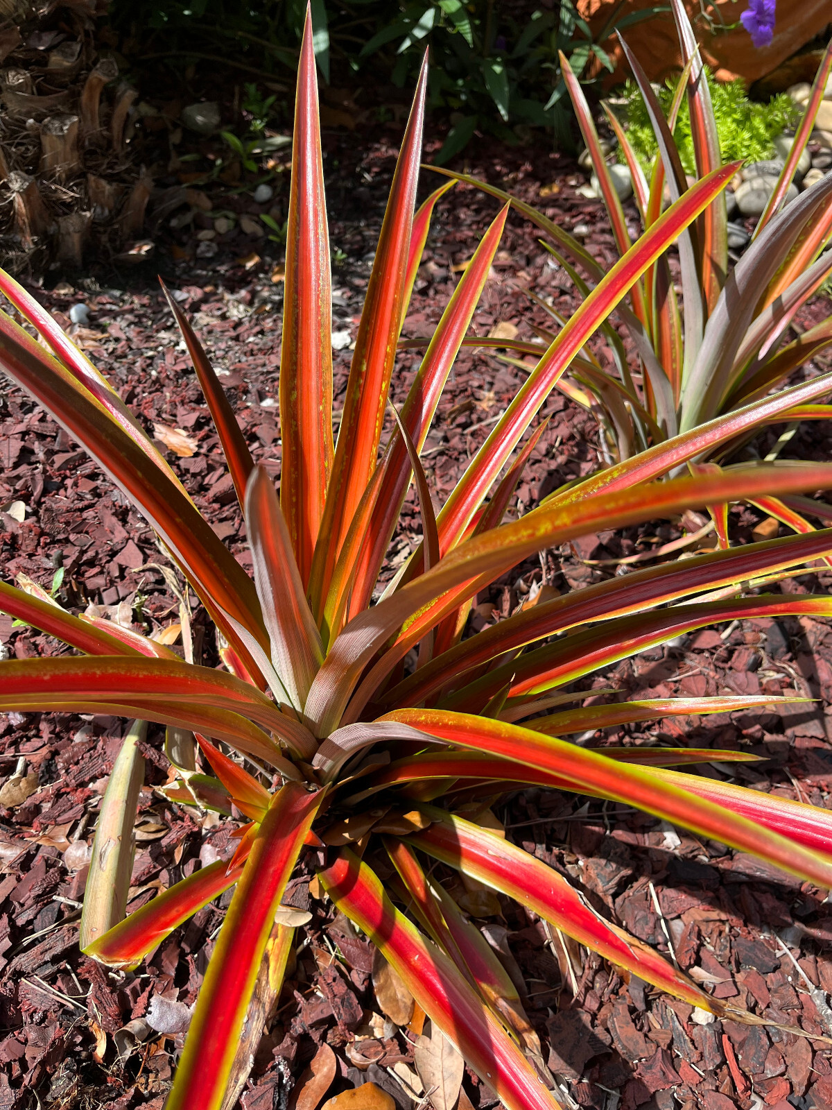Exotic Red Spineless Mini Decorative Pineapple Ananas Lucidus- FREE Shipping