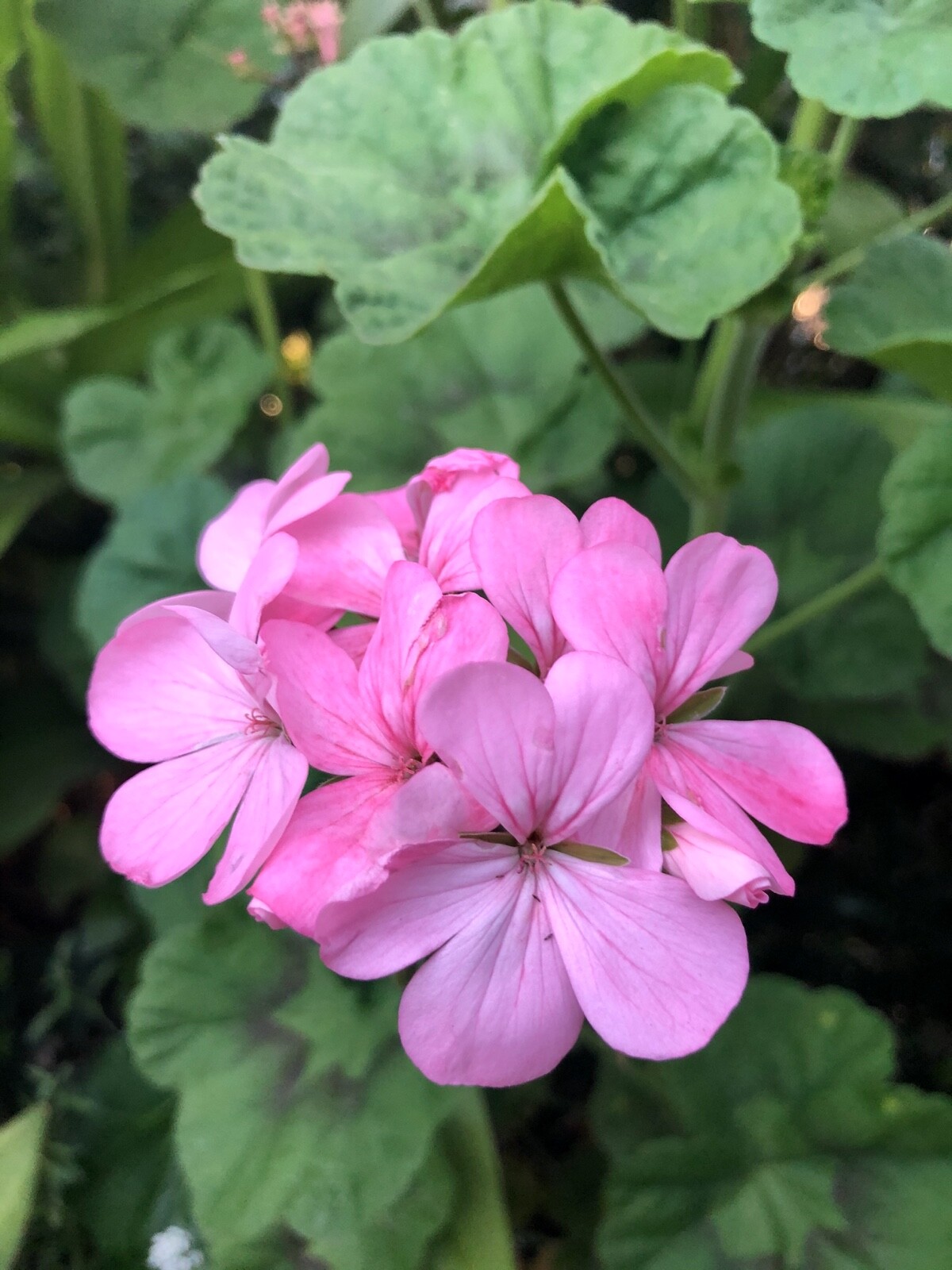 BUBBLEGUM PINK PELARGONIUM ZONAL GERANIUM FRESH LIVE PLANT 4 X 8″ CUTTINGS