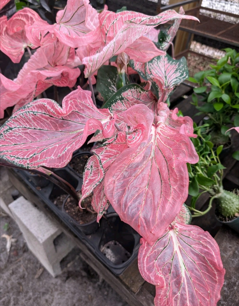RARE Thai Beauty Caladium Plant Pink Green Translucent Leaves Live Rooted Aroid