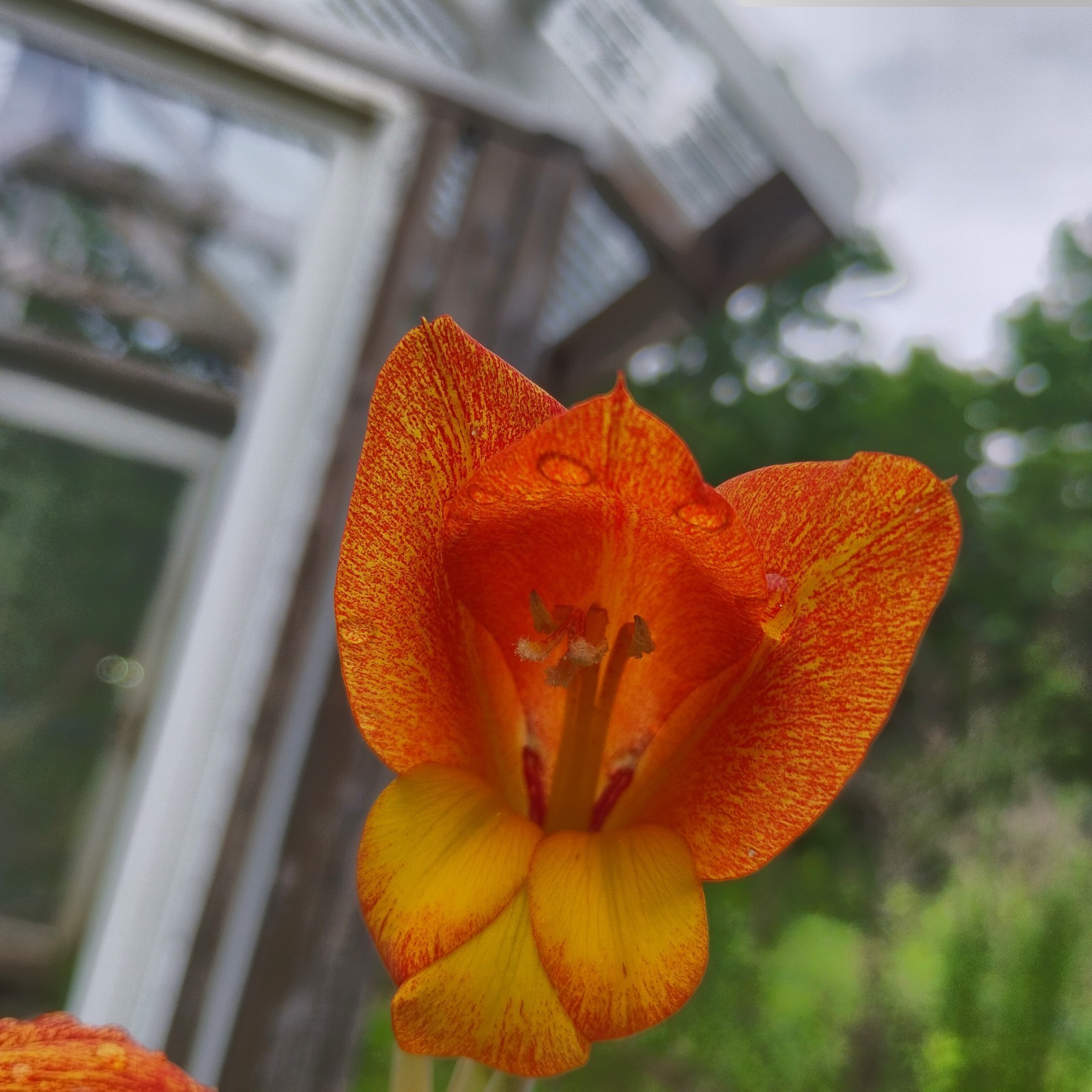 🏵️2 Gladiolus dalenii Bulbs Beautiful Orange Flowers!🏵️