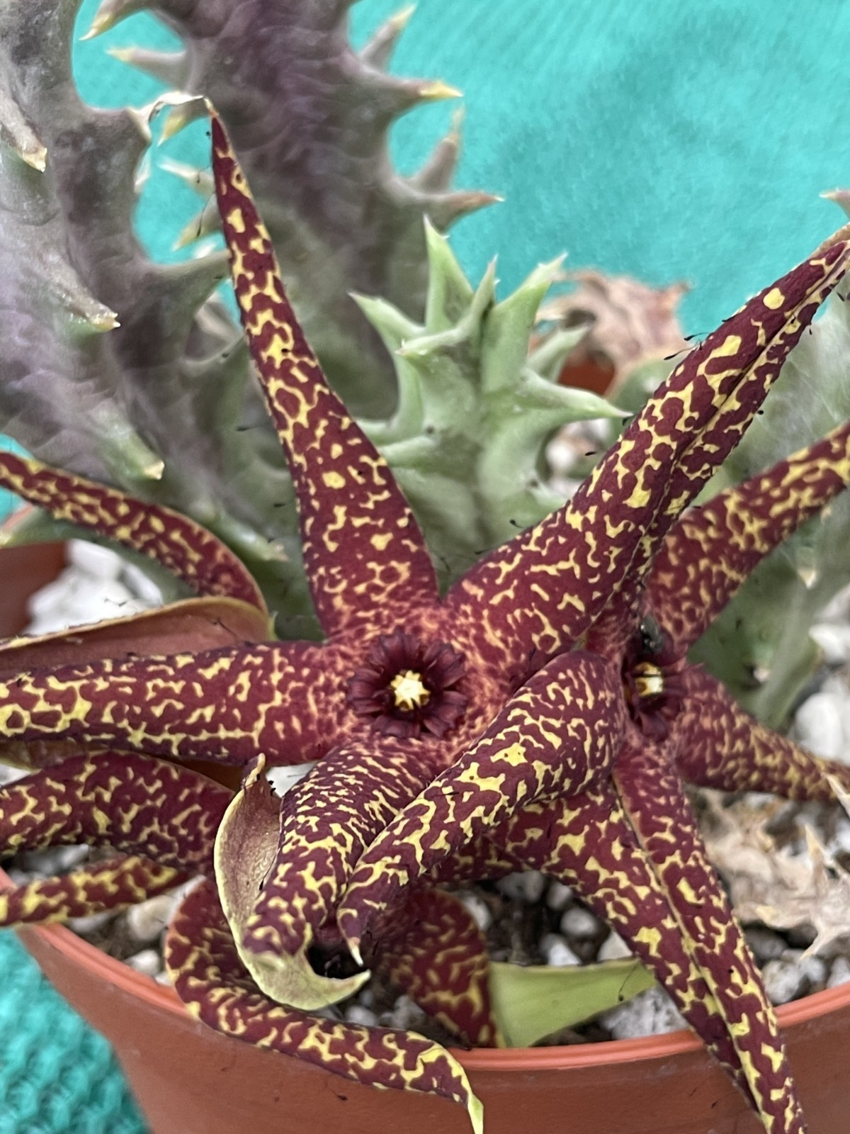 Orbea Lutea Var. Vaga 3.5″ Pot WELL ROOTED! No Ship to Cali Or Arizona!