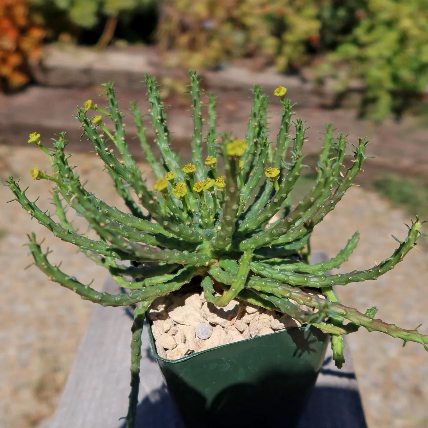 6” Specimen Medusa Head Plant Euphorbia flanaganii Rare Mature Caudex Succulent