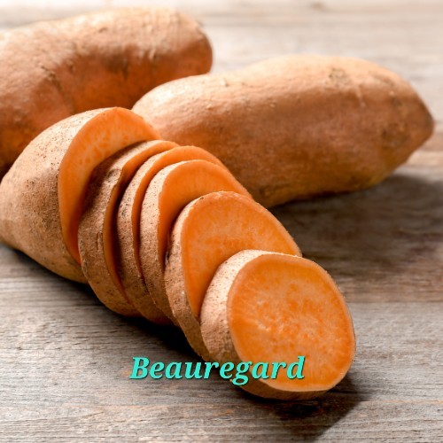 10 Rooted Sweet Potato Slips Beauregard And Purple Stokes Rooted Plants