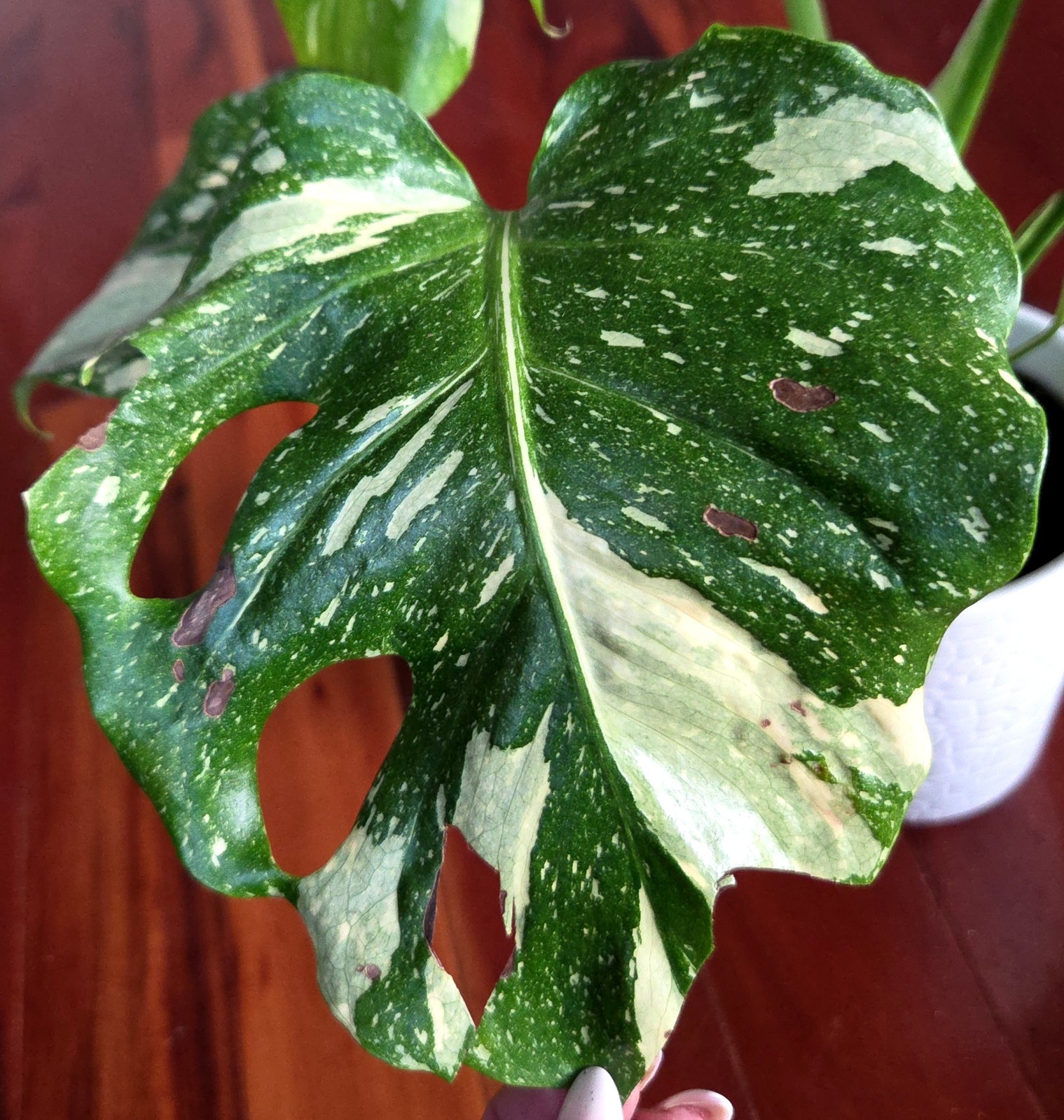 Rare Monstera Thai Starlight Mint 24″ Tall Aroid Not Philodendron Anthurium