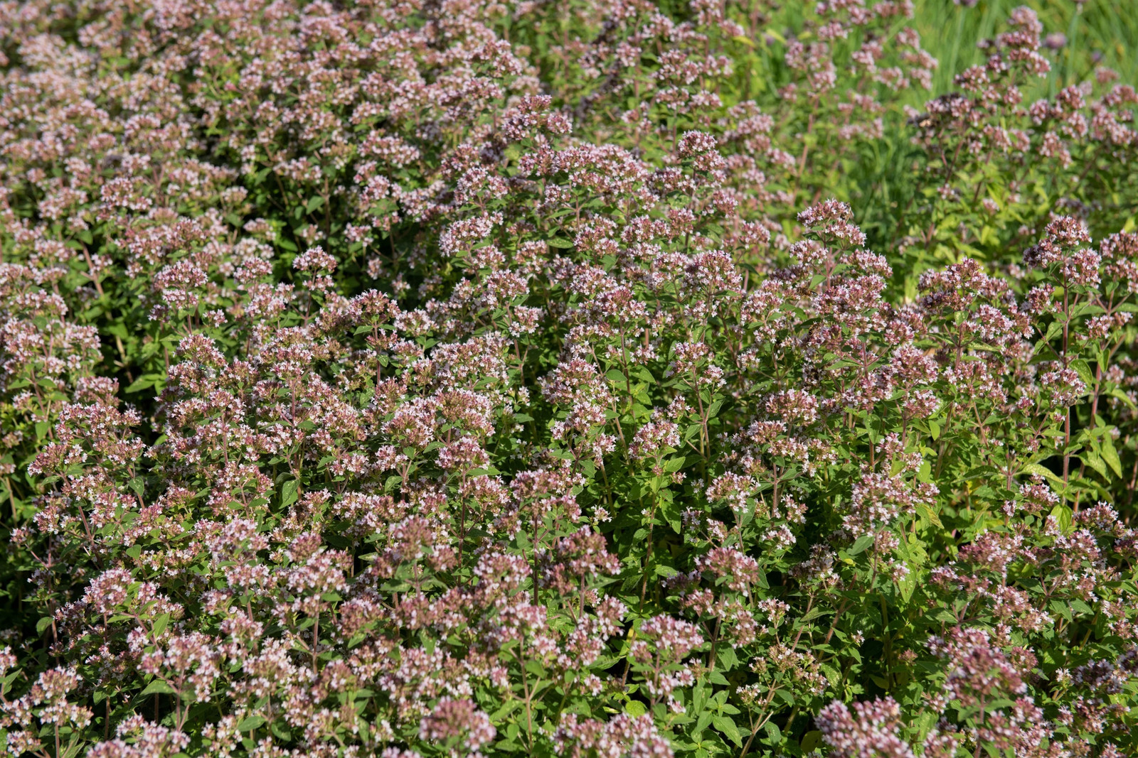 2000 SWEET MARJORAM Origanum Majorana Herb Flower Seeds