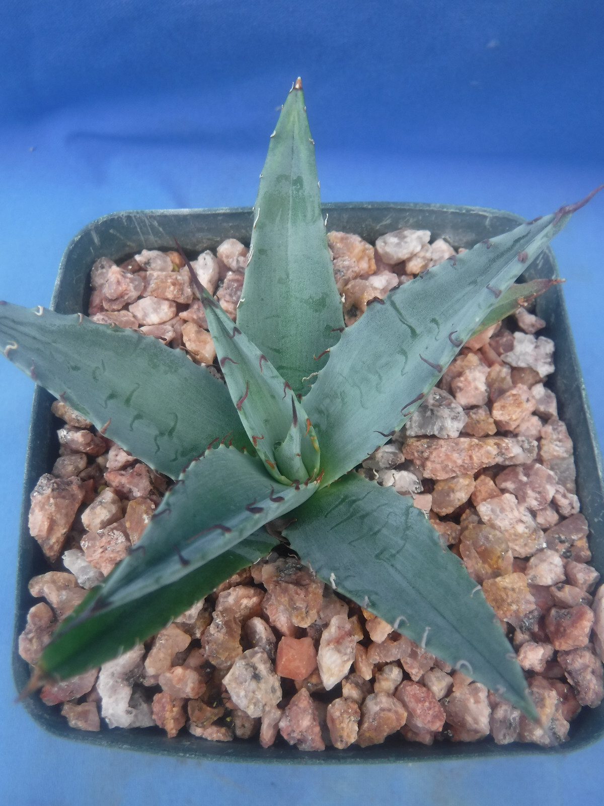 Agave ovatifolia x victoriae-reginae “Sho-Time” Starter Plant HYBRID 2.5″-3.5″