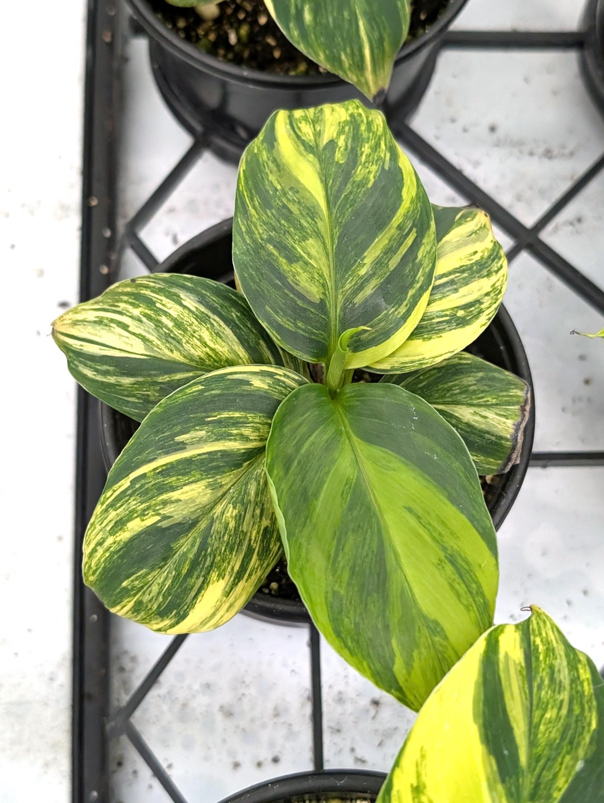 Variegated Dwarf Cavendish Banana Tree – Rare Exotic Tropical Indoor Houseplant
