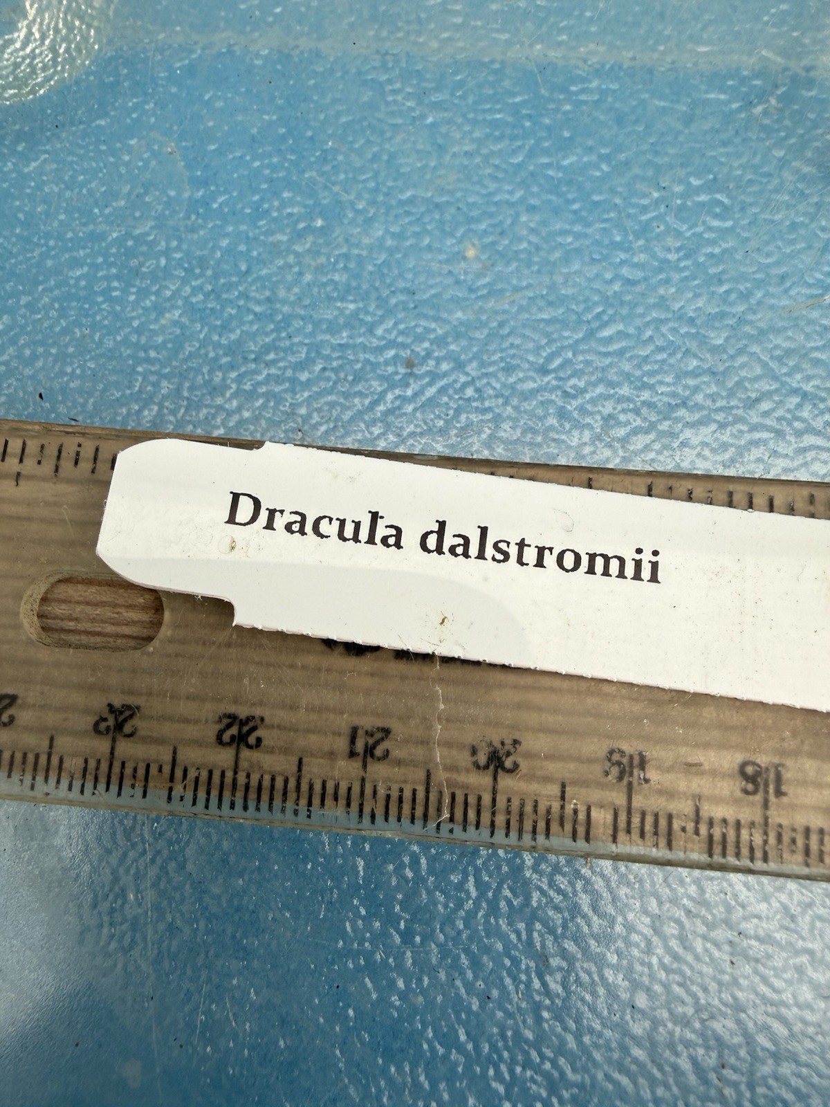 Dracula dalstroemii Red Ivory Bloom Size Orchid Species 1.5-2” Pot New Division
