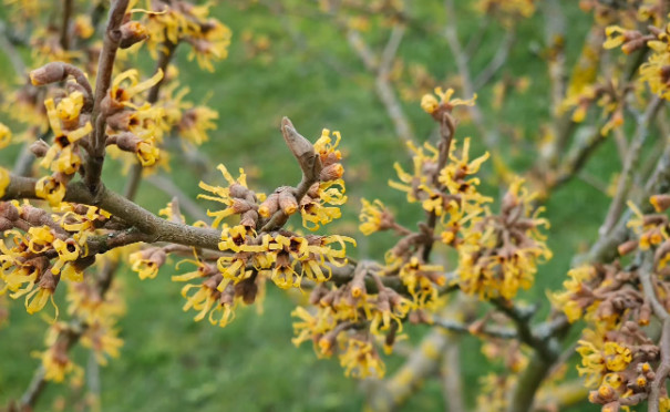 Live American Witch-Hazel Plant – Quart Pot – 6–12″ Tall – No Ship to AK, HI, PR