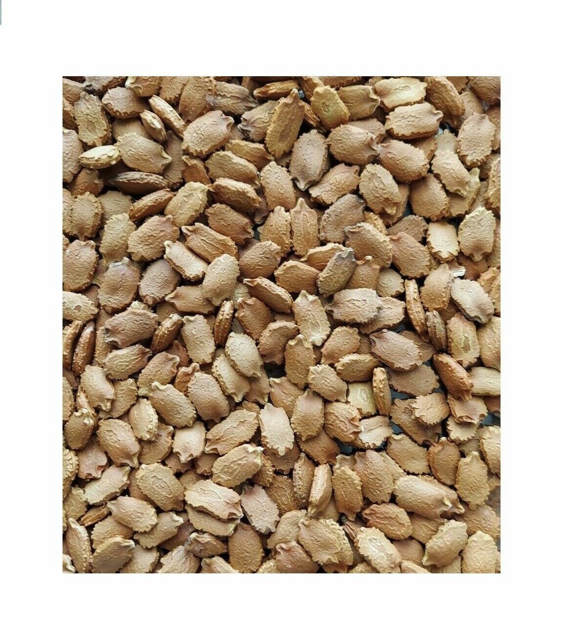 20 pc Organic Bittermelon Green Jade Seeds Harvest from my garden US Seller