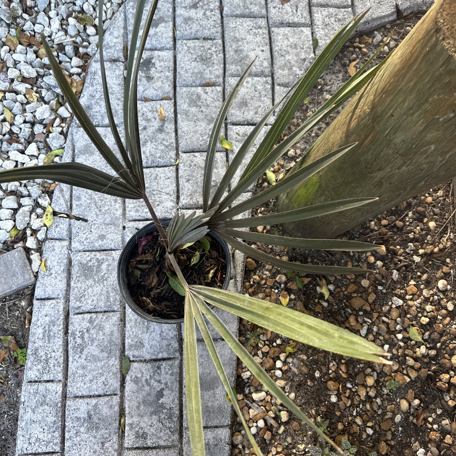 Silver Bismarck Palm – Live Plant in a 5 Gallon Growers Pot – Bismarckia Nobilis