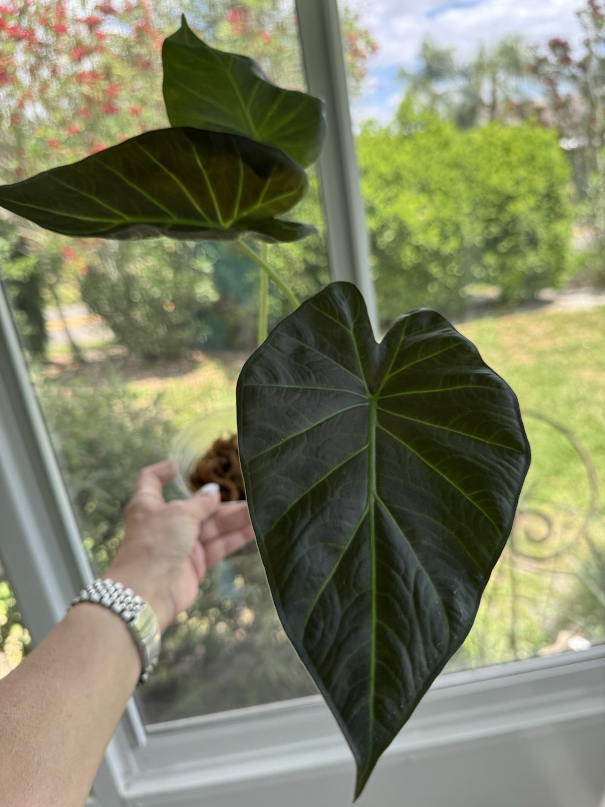 Alocasia Regal Shield in 5” Grow Pot — Tropical Aroid (Elephant Ear) Only 4 left