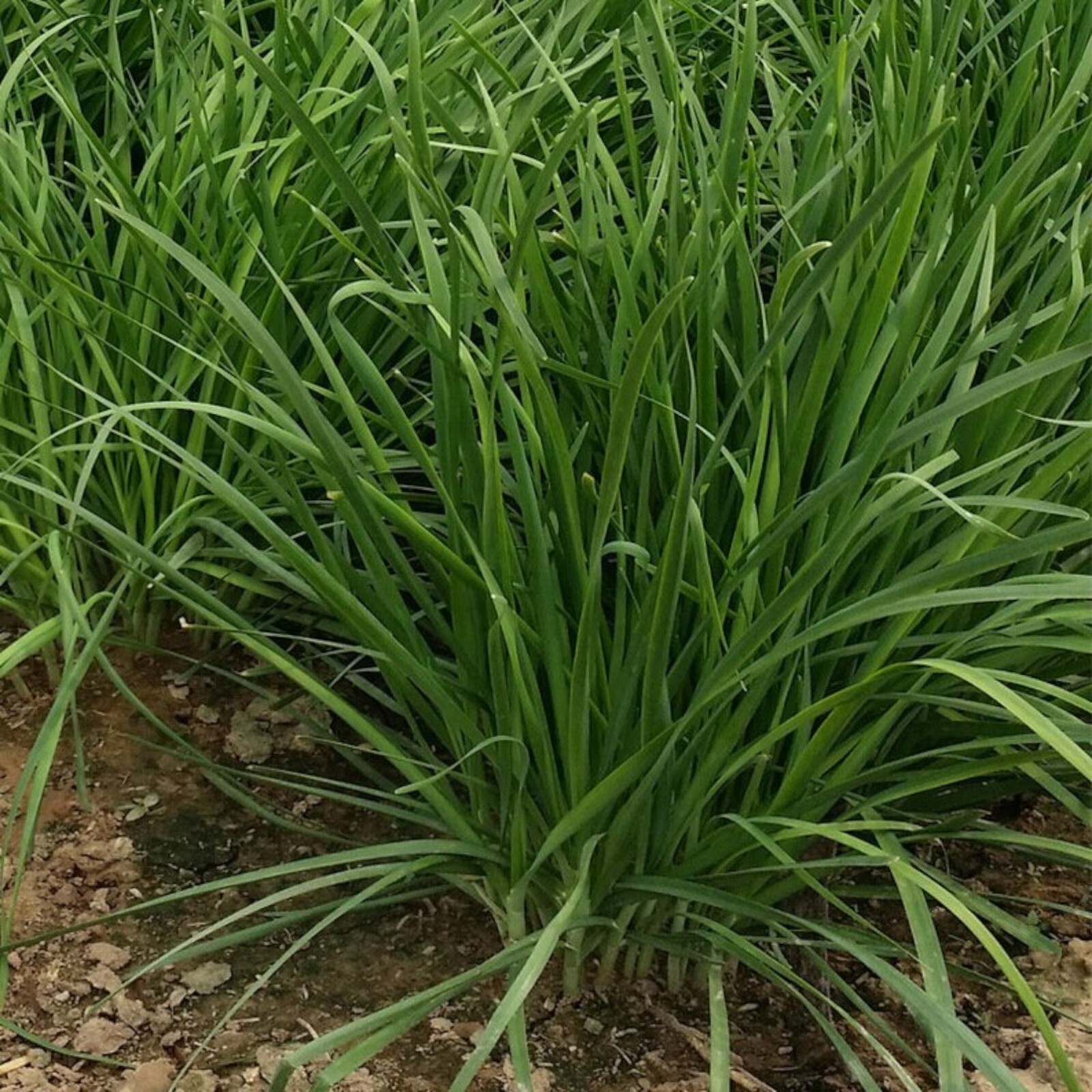 Garlic Chive Seeds – 500 Seeds – Non-GMO Heirloom Chinese Chives