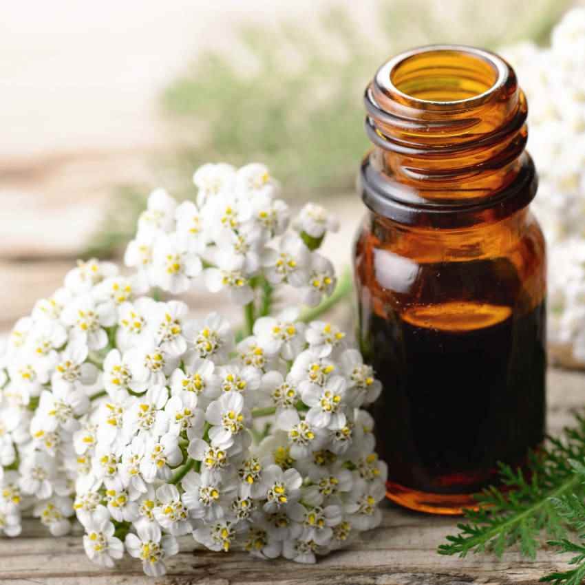 1 LB Achillea White Yarrow Seeds For Planting | Yarrow Wild Flower Seeds