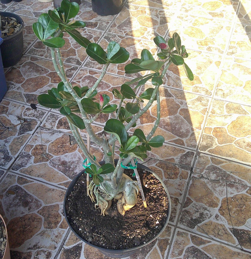 Adenium Desert Rose Obesum Caudex BLACK RUBY EX LG Flowering Live Plant 🇺🇸🆓⛟