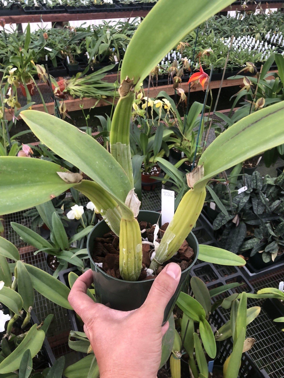 Cattleya trianae ‘Mendenhall’ AM/AOS Original Division