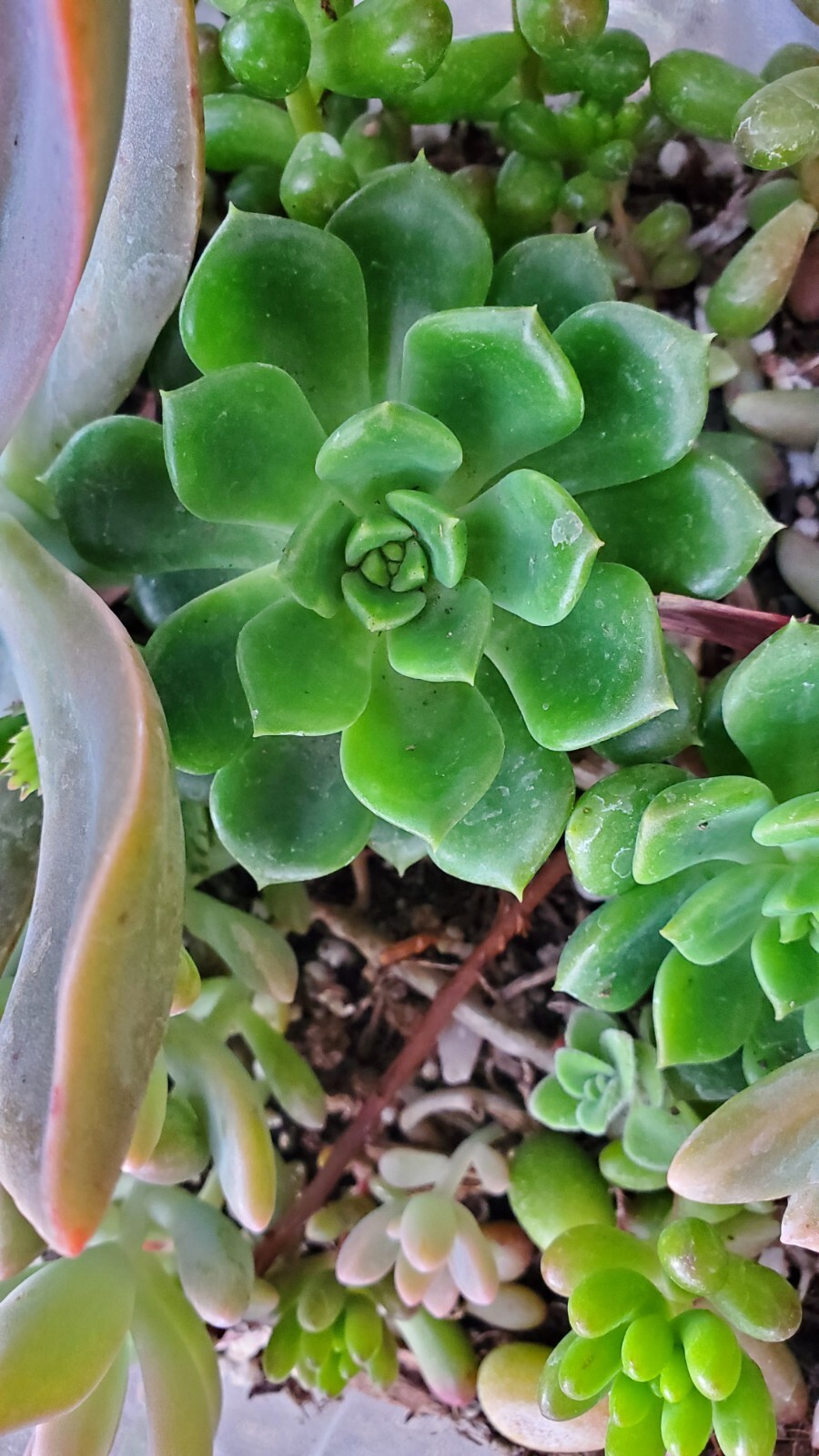 40 Succulent Assorted cuttings