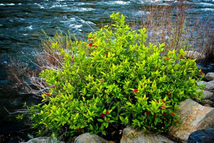 Melissifolia Bush Spice Berry Short Stalked Lindera Gardens Live Plant Quart Pot