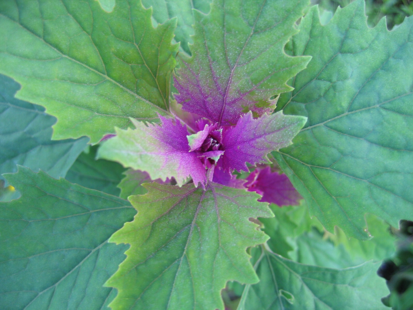 150 Tree Spinach Seeds – Chenopodium giganteum – Giant Goosefoot – Non-GMO