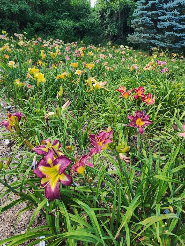 MIXED DAYLILIES ~ All Different ~ Northern Hardy ~ Many colors