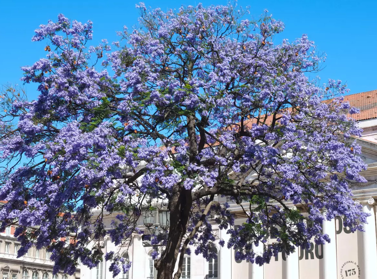 Blue Jacaranda Tree – Large plug! Jacaranda mimosifolia – Live Plant 12″ Tall