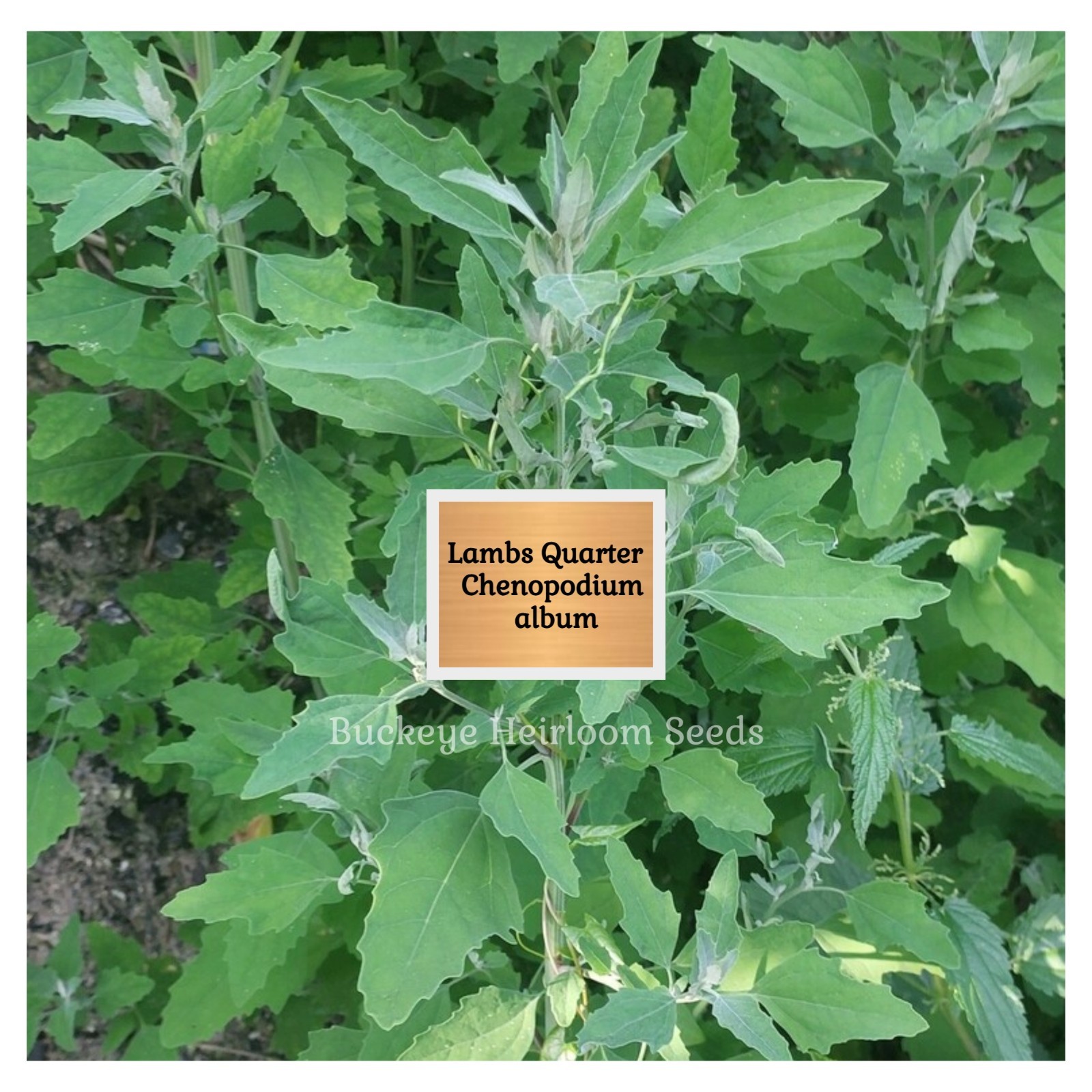 Lambs Quarters | 100 Seeds | Super Food | Chenopodium album | Lambsquarters