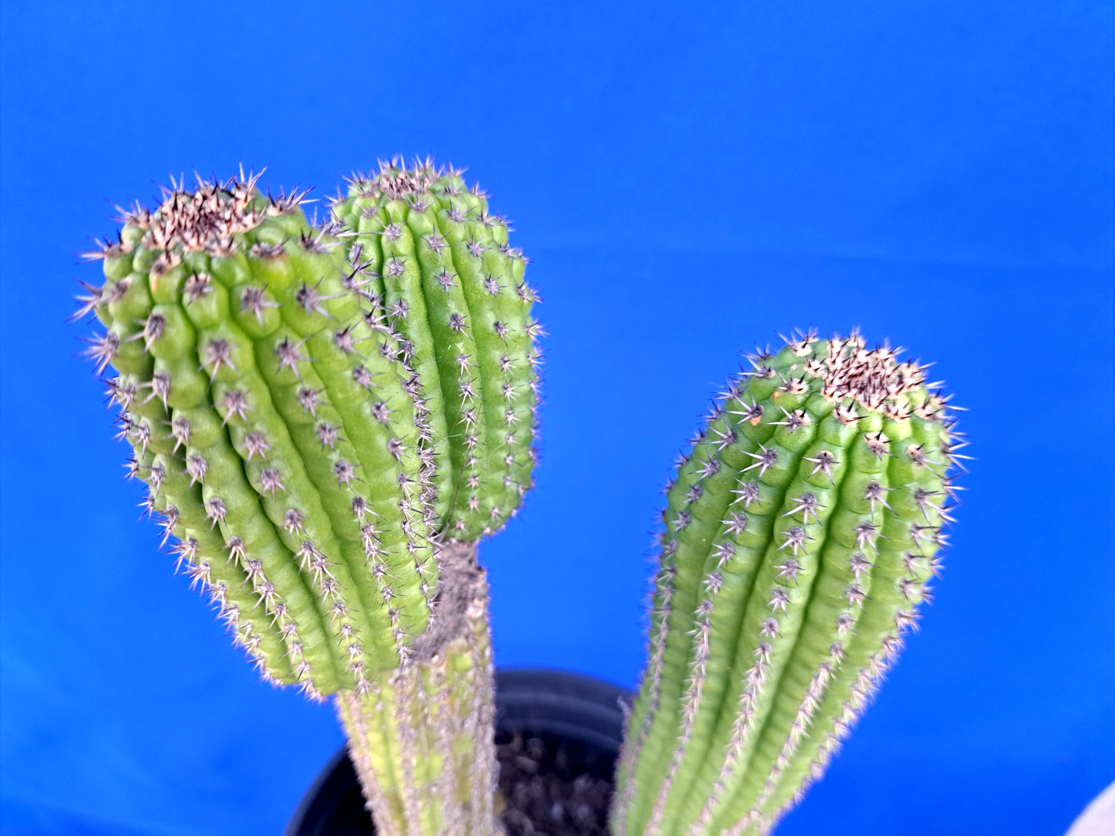 Cereus Brevispinulosus 3 Tops 2 Plants Cactus Plant 11-12H