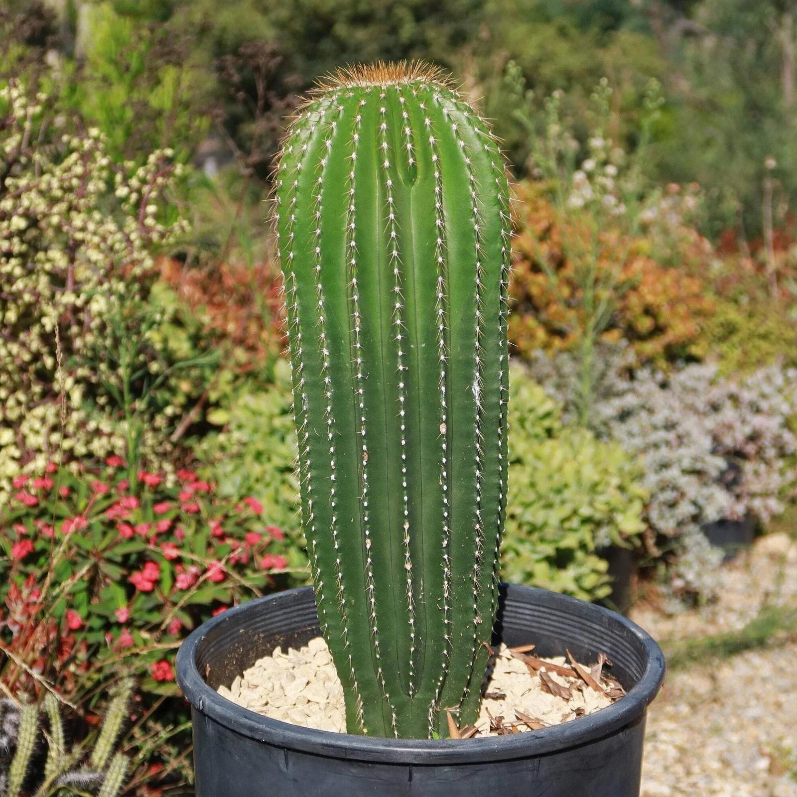 Neobuxbaumia polylopha Starter Plants Rare Columnar Cacti Succulent Live Plant