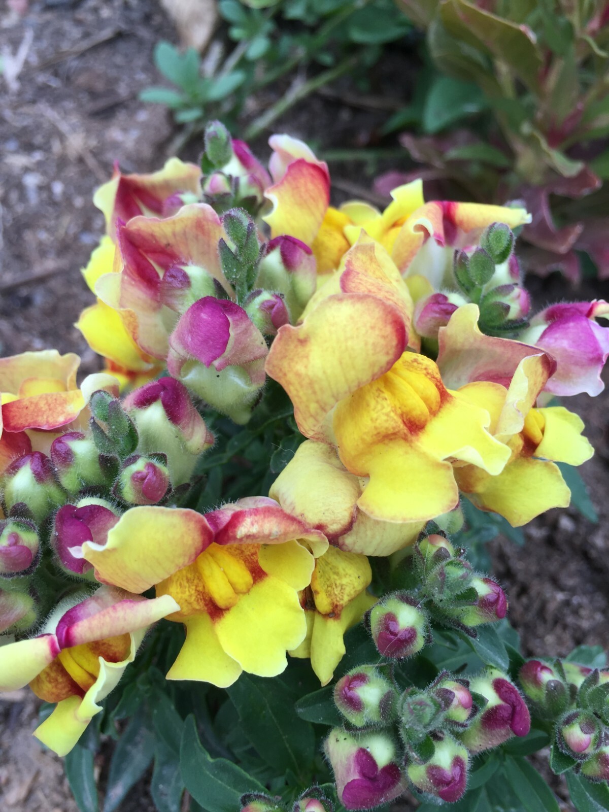 300 seeds Snapdragon Dwarf yellow and red Dwarf + gift