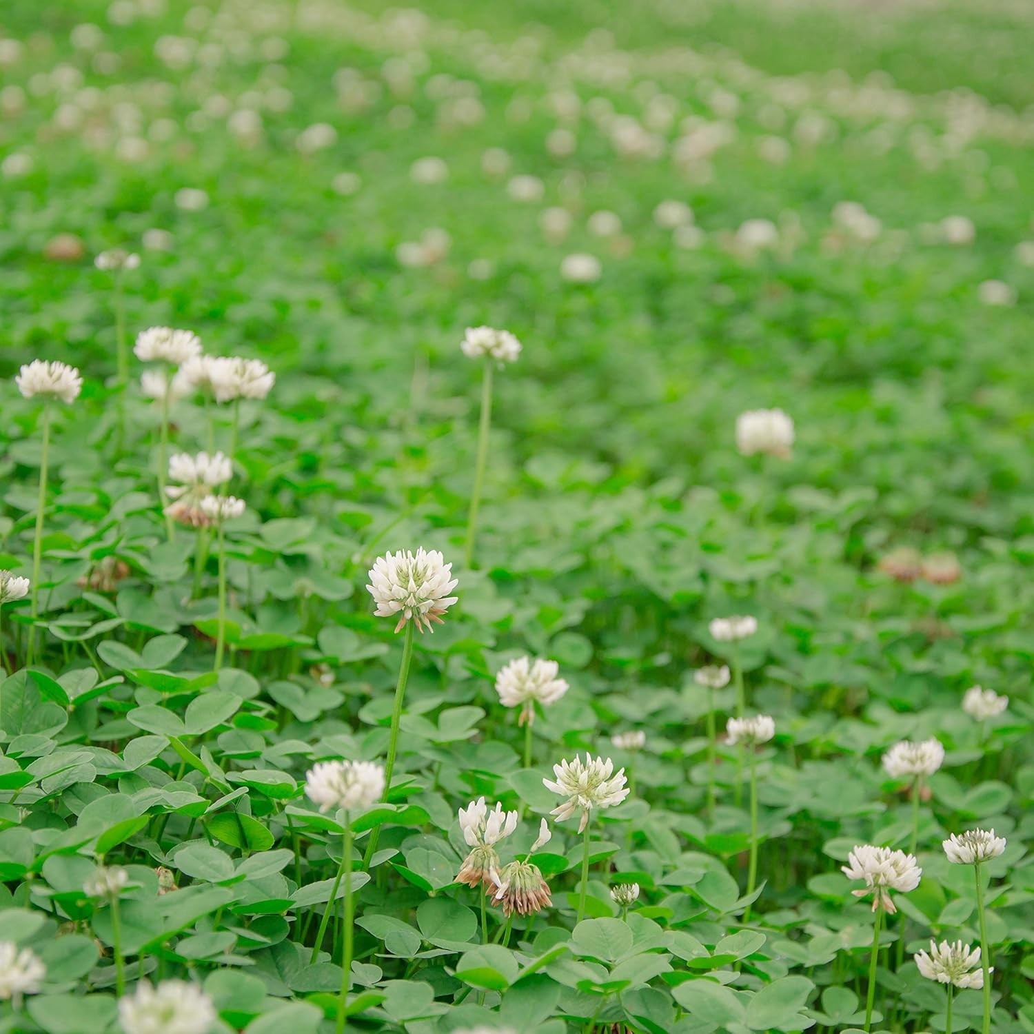 Quick-Germinating White Clover Seed – 1/4 lb for Lush Lawns & Erosion Control