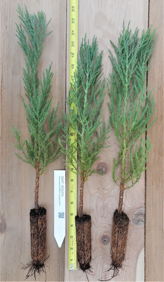 1 Giant Sequoia 6-12″ Bare Root Starter Plant