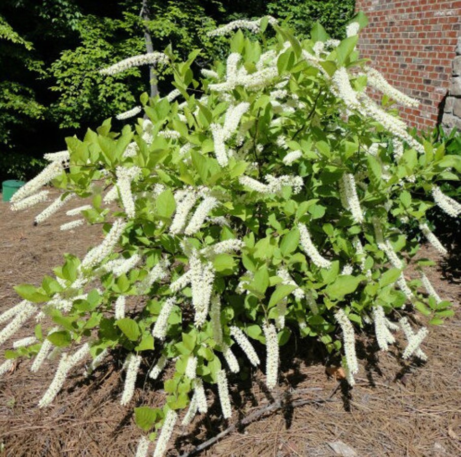 Henry’s Garnet Itea Virginica Sweetspire Live Plant – 6-12″ Tall – Zones 5-9