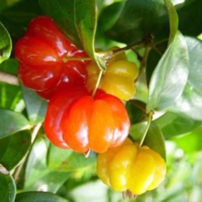 Surinam Cherry Red Eugenia Uniflora Pitanga 4-7″ nangapirí Myrtaceae