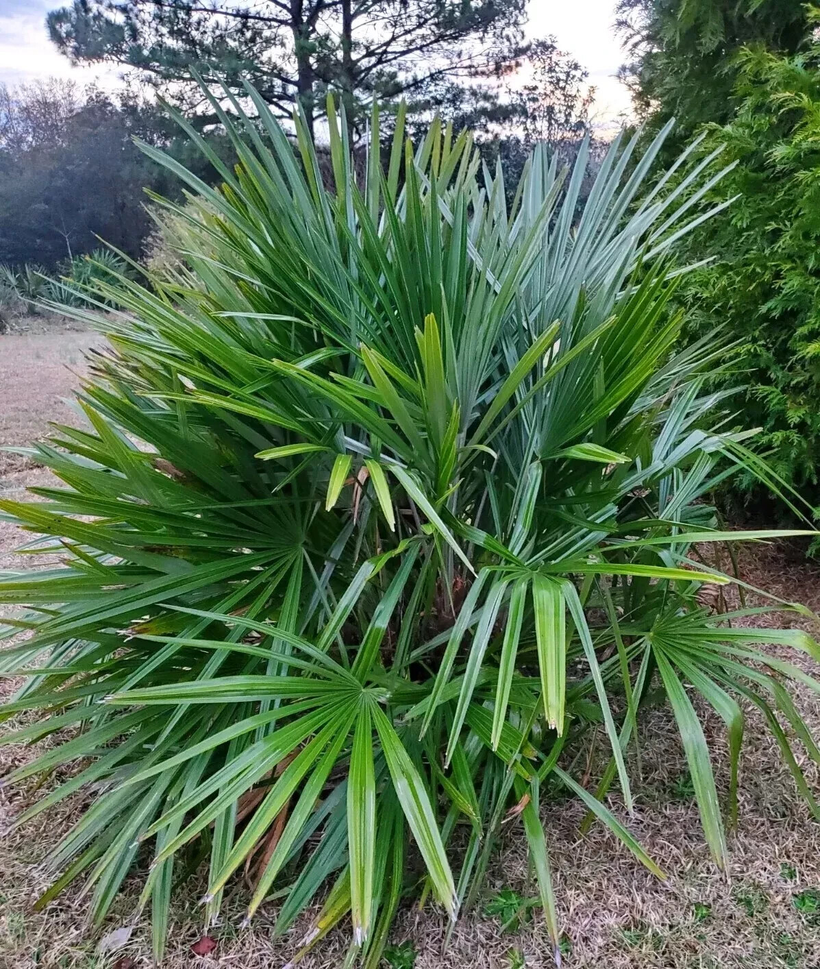 Rhapidophyllum hystrix 100 seeds 2024