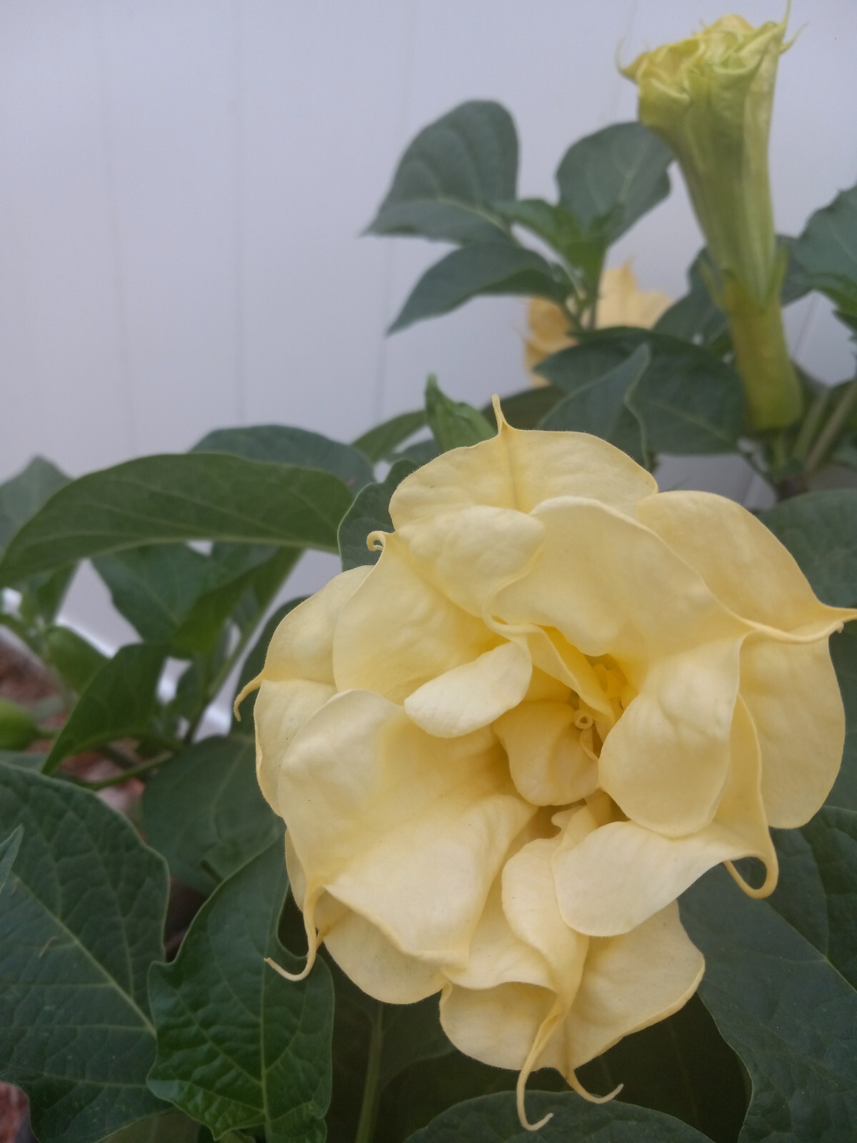 Datura Ballerina Double Triple Yellow | Devil’s Trumpet Flowers | 15 SEEDS