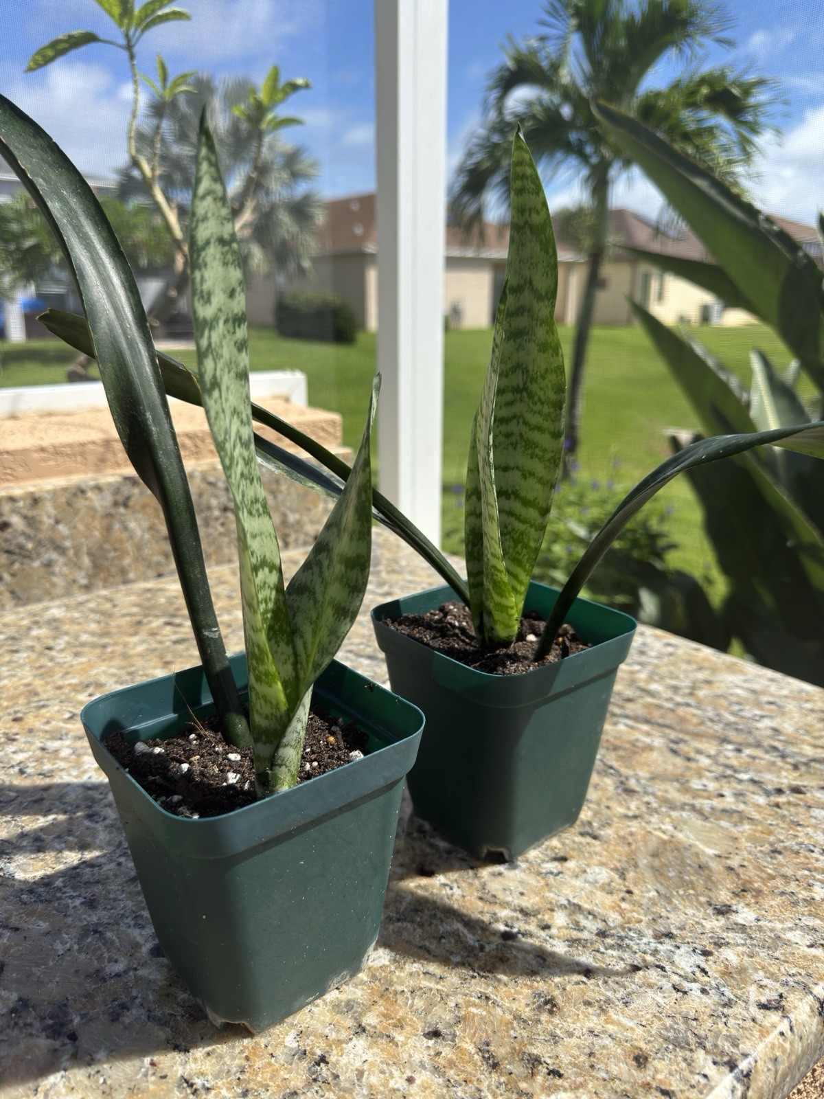 Sansevieria Trisfaciata Zeylanica Bare roots